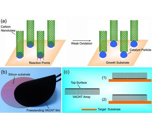 Vertical Array of Transferred Carbon Nanotubes